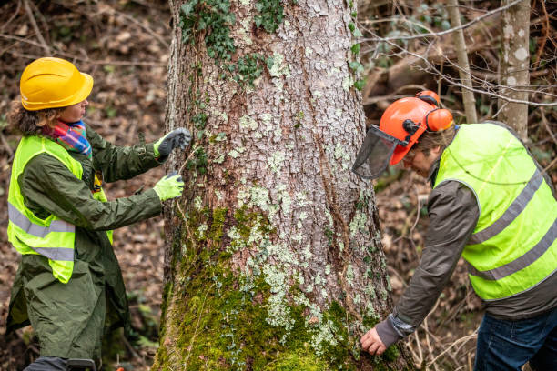 Best Tree Removal  in Chardon, OH